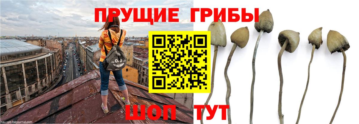 Псилоцибиновые грибы ЛСД  Галлюциногенные грибы мицелий  Вход с VPN  купить закладку  Кохма 
